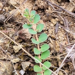 Euphorbia dallachyana at Molonglo River Reserve - 10 Feb 2024