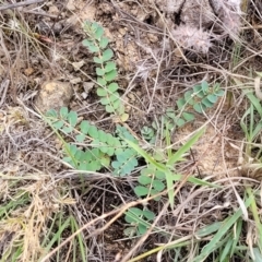 Euphorbia dallachyana at Molonglo River Reserve - 10 Feb 2024