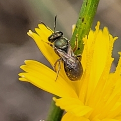 Lasioglossum (Homalictus) urbanum at Molonglo River Reserve - 10 Feb 2024 12:16 PM