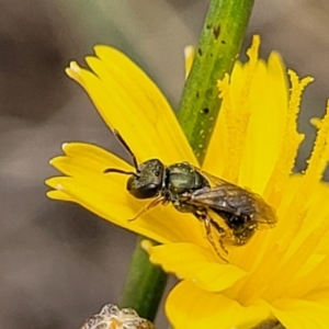 Lasioglossum (Homalictus) urbanum at Molonglo River Reserve - 10 Feb 2024 12:16 PM