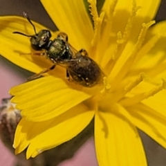 Lasioglossum (Homalictus) urbanum at Molonglo River Reserve - 10 Feb 2024