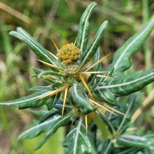 Xanthium spinosum at Whitlam, ACT - 10 Feb 2024 12:05 PM