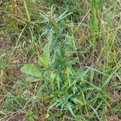 Xanthium spinosum at Whitlam, ACT - 10 Feb 2024 12:05 PM