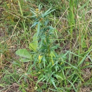 Xanthium spinosum at Whitlam, ACT - 10 Feb 2024 12:05 PM