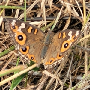 Junonia villida at Whitlam, ACT - 10 Feb 2024