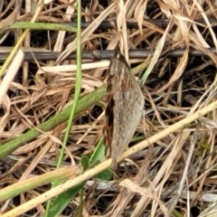 Junonia villida at Whitlam, ACT - 10 Feb 2024