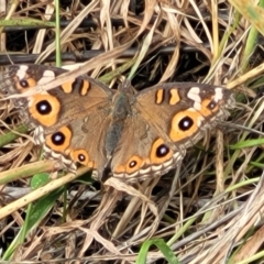 Junonia villida at Whitlam, ACT - 10 Feb 2024