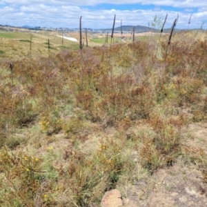 Hypericum perforatum at Whitlam, ACT - 10 Feb 2024