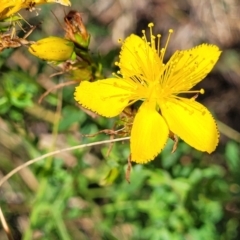 Hypericum perforatum at Whitlam, ACT - 10 Feb 2024