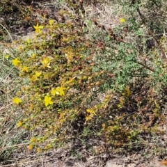 Hypericum perforatum at Whitlam, ACT - 10 Feb 2024