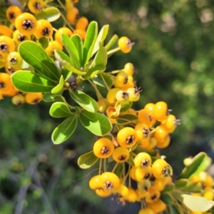 Pyracantha fortuneana at Whitlam, ACT - 10 Feb 2024