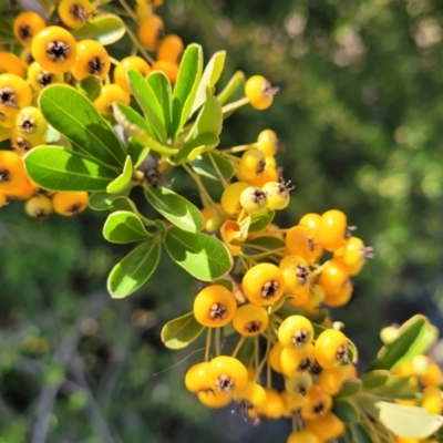 Pyracantha fortuneana (Firethorn) at Whitlam, ACT - 10 Feb 2024 by trevorpreston