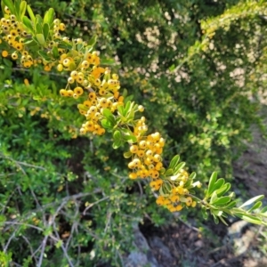 Pyracantha fortuneana at Whitlam, ACT - 10 Feb 2024 11:54 AM