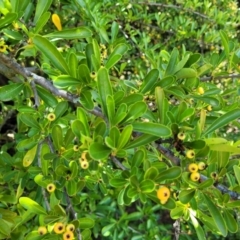 Pyracantha fortuneana at Whitlam, ACT - 10 Feb 2024 11:54 AM