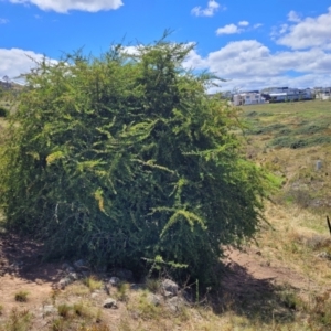 Pyracantha fortuneana at Whitlam, ACT - 10 Feb 2024 11:54 AM