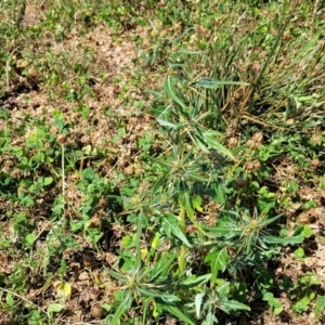 Xanthium spinosum at Whitlam, ACT - 10 Feb 2024