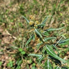 Xanthium spinosum at Whitlam, ACT - 10 Feb 2024 11:43 AM