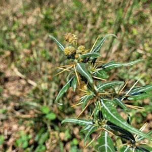 Xanthium spinosum at Whitlam, ACT - 10 Feb 2024 11:43 AM