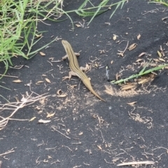 Ctenotus robustus (Robust Striped-skink) at Coombs, ACT - 10 Feb 2024 by MelonMango