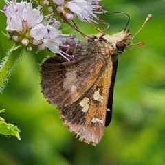 Dispar compacta (Barred Skipper) at Braidwood, NSW - 10 Feb 2024 by MatthewFrawley