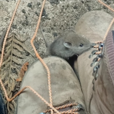 Unidentified Mouse at Newnes Plateau, NSW - 10 Feb 2024 by Zegas