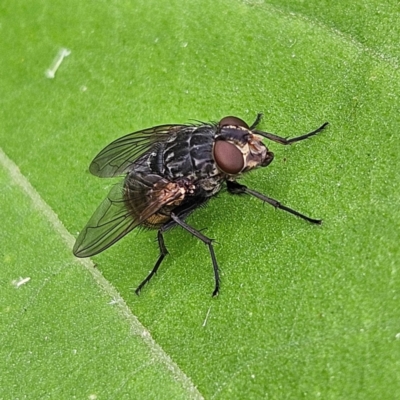 Calliphoridae (family) (Unidentified blowfly) at Braidwood, NSW - 10 Feb 2024 by MatthewFrawley