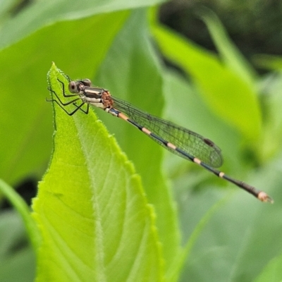 Austrolestes leda (Wandering Ringtail) at Braidwood, NSW - 10 Feb 2024 by MatthewFrawley