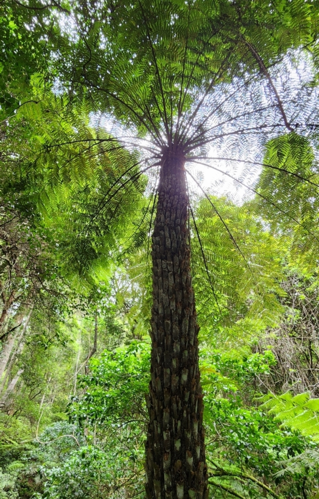 Cyathea australis subsp. australis at Box Cutting Rainforest Walk - 10 Feb 2024