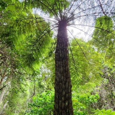 Cyathea australis subsp. australis (Rough Tree Fern) at Box Cutting Rainforest Walk - 10 Feb 2024 by Steve818