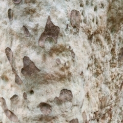 Corymbia maculata at Bodalla State Forest - 10 Feb 2024