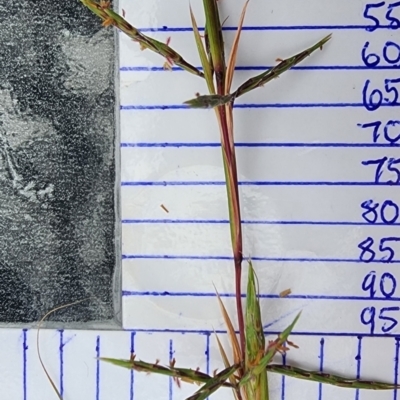 Cymbopogon refractus (Barbed-wire Grass) at Kianga, NSW - 10 Feb 2024 by Steve818