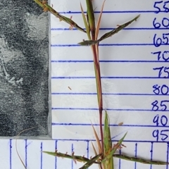 Cymbopogon refractus (Barbed-wire Grass) at Kianga, NSW - 10 Feb 2024 by Steve818