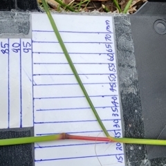 Cymbopogon refractus at Bodalla State Forest - 10 Feb 2024