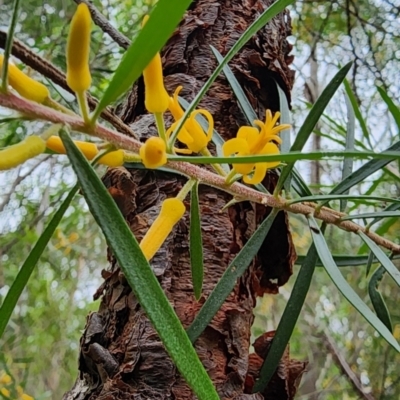 Persoonia linearis (Narrow-leaved Geebung) at Kianga, NSW - 10 Feb 2024 by Steve818