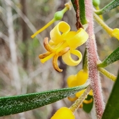 Persoonia linearis at Bodalla State Forest - 10 Feb 2024