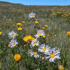 Brachyscome sp. (Cut-leaf Daisy) at Kosciuszko National Park - 8 Feb 2024 by HelenCross