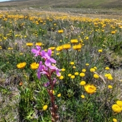 Stylidium sp. (Trigger Plant) at Kosciuszko National Park - 8 Feb 2024 by HelenCross