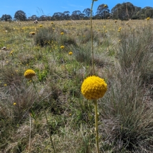 Craspedia sp. at Kosciuszko National Park - suppressed