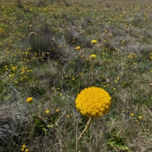 Craspedia sp. at Kosciuszko National Park - suppressed