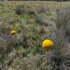 Craspedia sp. at Kosciuszko National Park - suppressed