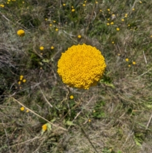 Craspedia sp. at Kosciuszko National Park - suppressed