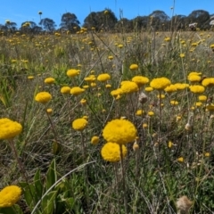 Craspedia sp. at Kosciuszko National Park - suppressed