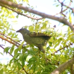 Ptilonorhynchus violaceus at Richardson, ACT - 10 Feb 2024