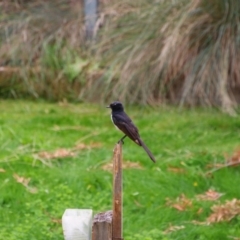 Rhipidura leucophrys (Willie Wagtail) at Richardson, ACT - 10 Feb 2024 by MB