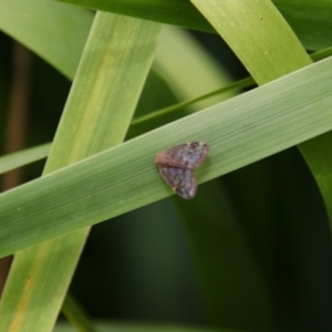 Scolypopa australis at Richardson, ACT - 10 Feb 2024