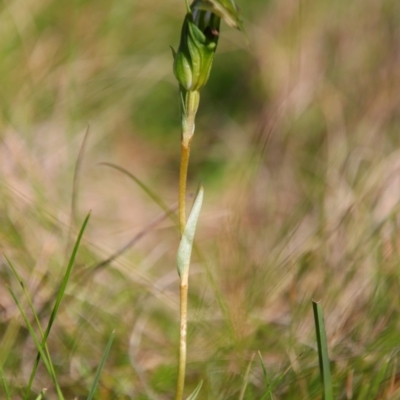 Unidentified Orchid at Nunnock Grassland Walking Track - 2 Feb 2024 by MB