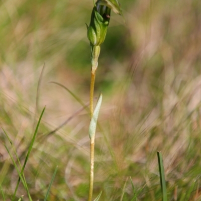 Pterostylis longipetala at Nunnock Grassland Walking Track - 2 Feb 2024 by MB