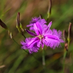 Thysanotus tuberosus subsp. tuberosus (Common Fringe-lily) at Nurenmerenmong, NSW - 4 Dec 2021 by MB
