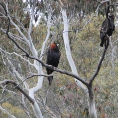 Aquila audax (Wedge-tailed Eagle) at Pinbeyan, NSW - 4 Nov 2018 by MB