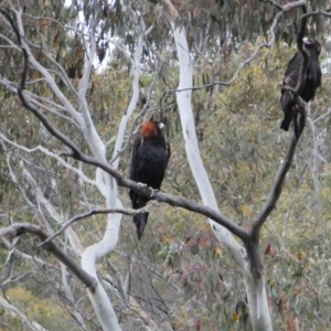 Aquila audax at Kosciuszko National Park - 5 Nov 2018